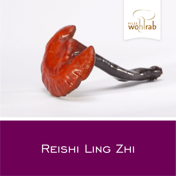 Reishi Ling Zhi Pulver 100 g