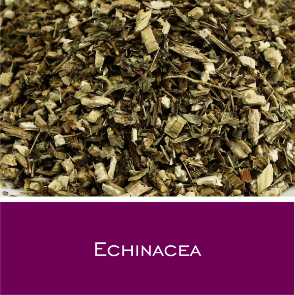 Echinacea - Purpursonnenhutkraut