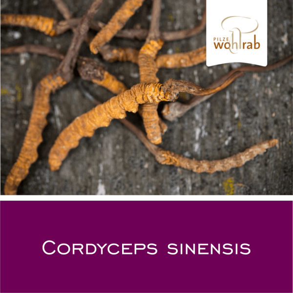 Cordyceps CS-4 - Vitalpilz-Pulver 100 g