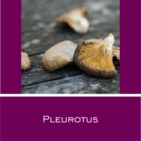 Pleurotus - Vitalpilz-Pulver 1 g
