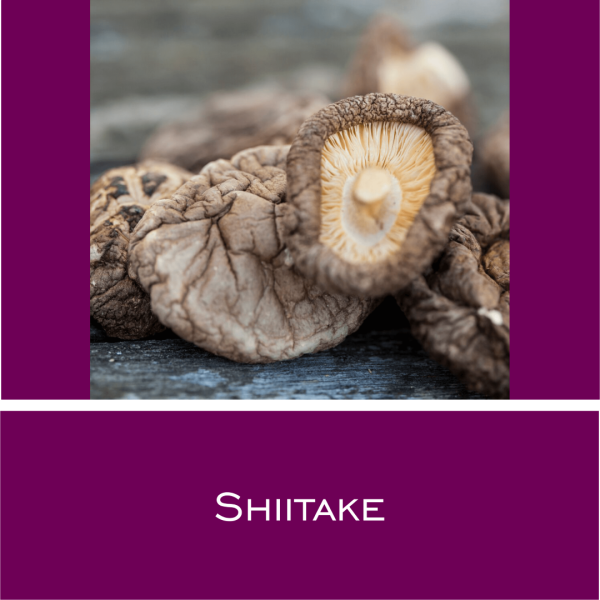 Shiitake - Vitalpilz-Pulver 100 g