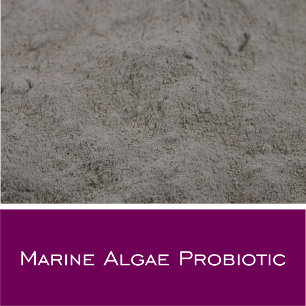 Marine Algae Probiotic