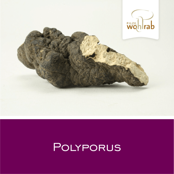 Polyporus - Vitalpilz-Pulver 100 g