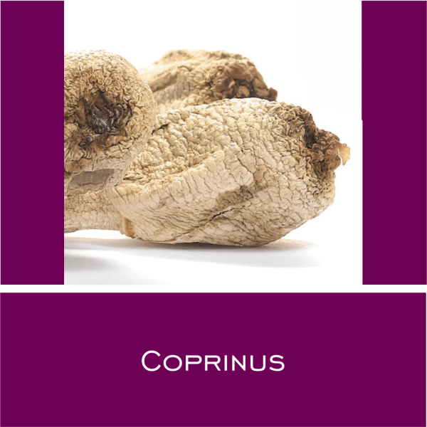 Coprinus - Vitalpilz-Pulver 1 g
