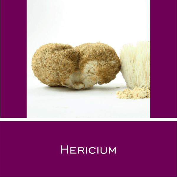 Hericium - Vitalpilz-Pulver 1 g