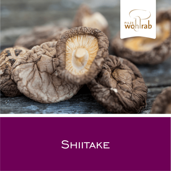 Shiitake - Vitalpilz-Pulver 1 g